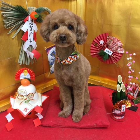 歴代フォトブース大集合 ブログ一覧 させ犬猫の病院 Ctスキャンあり 栃木県佐野市の動物病院