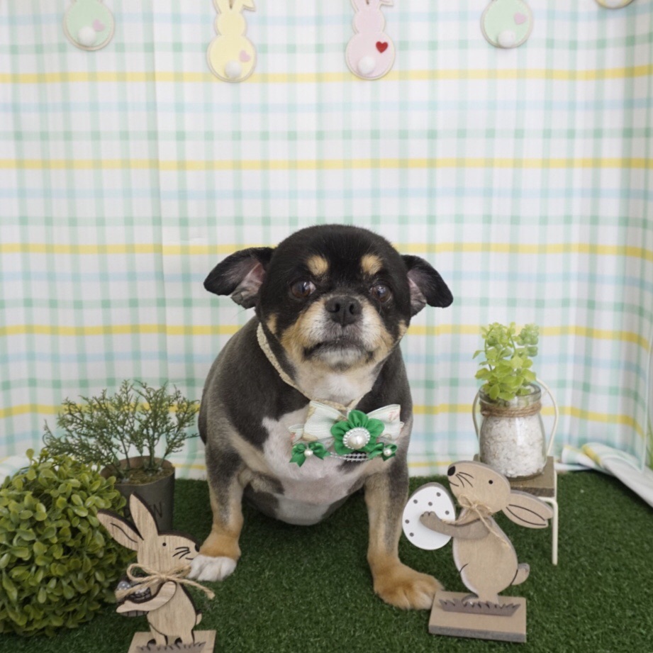 3 9トリミングご来店のわんちゃん ブログ一覧 させ犬猫の病院 Ctスキャンあり 栃木県佐野市の動物病院