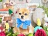 3/20トリミングご来店のわんちゃん