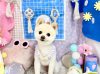 4/20トリミングご来店のわんちゃん