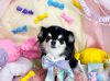 5/5トリミングご来店のわんちゃん