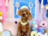 4/17トリミングご来店のわんちゃん