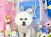 4/18トリミングご来店のわんちゃん
