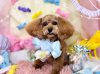 5/21トリミングご来店のわんちゃん