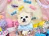 5/15トリミングご来店のわんちゃん