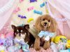 5/31トリミングご来店のわんちゃん