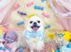 5/8トリミングご来店のわんちゃん