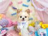 5/13トリミングご来店のわんちゃん