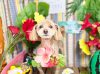 6/4トリミングご来店のわんちゃん