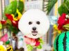 6/26トリミングご来店のわんちゃん