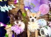 7/18トリミングご来店のわんちゃん