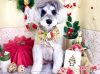 12/18トリミングご来店のわんちゃん