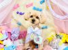 5/18トリミングご来店のわんちゃん