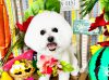 6/5トリミングご来店のわんちゃん