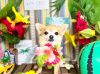 6/21トリミングご来店のわんちゃん